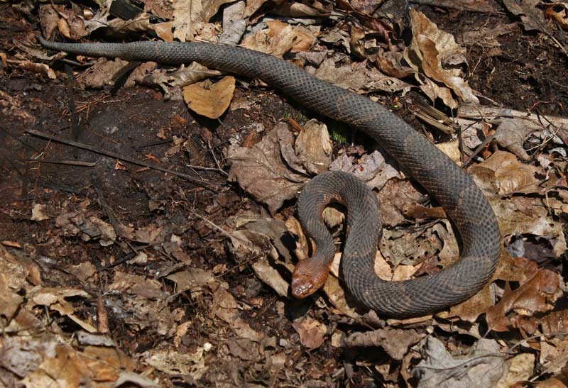 Northern Copperhead
