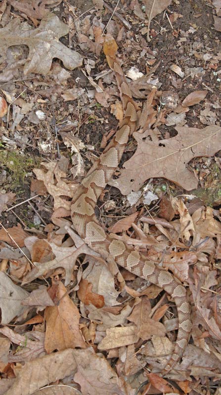 Southern Copperhead