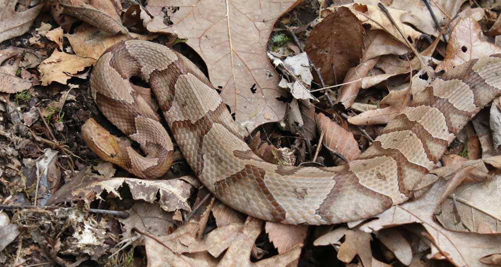 Southern Copperhead
