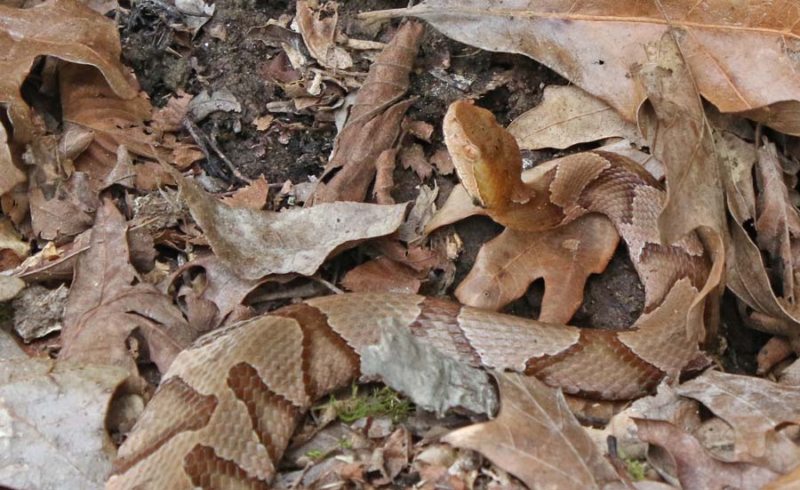 Southern Copperhead