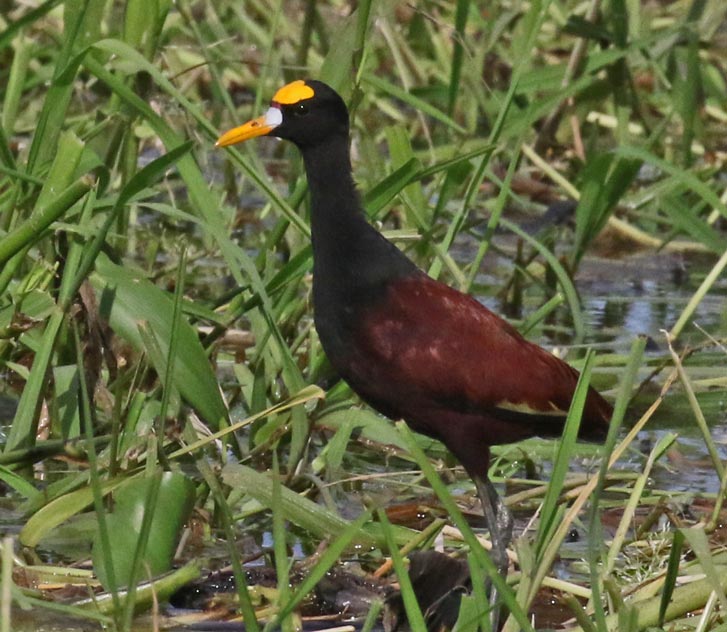 Northern Jacana