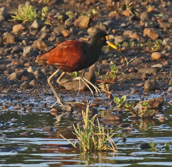 Northern Jacana