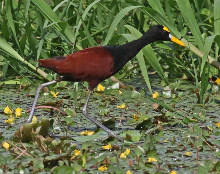 Northern Jacana