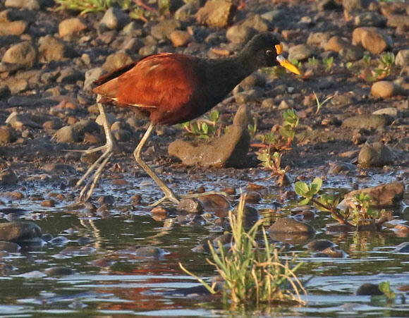 Northern Jacana