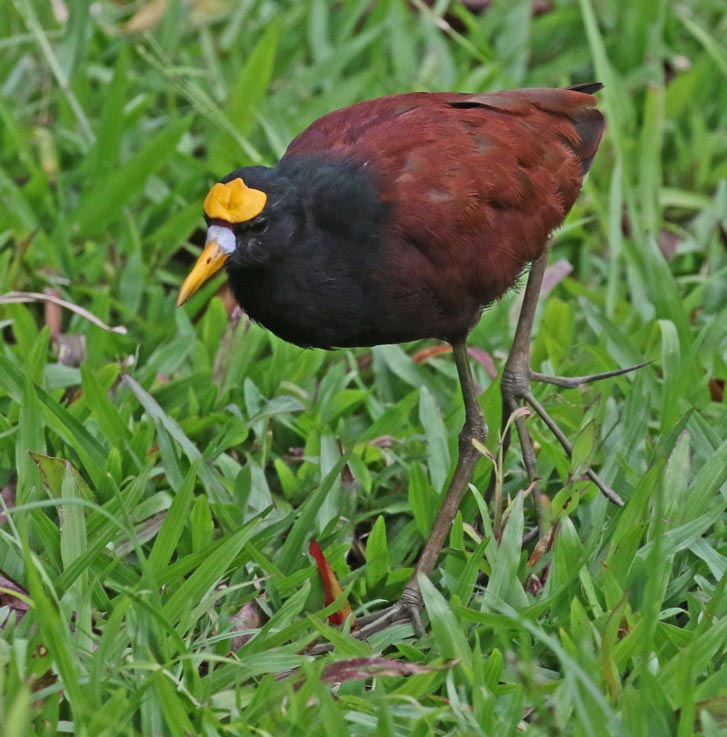 Northern Jacana (adult)