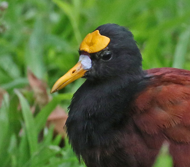 Northern Jacana (adult)