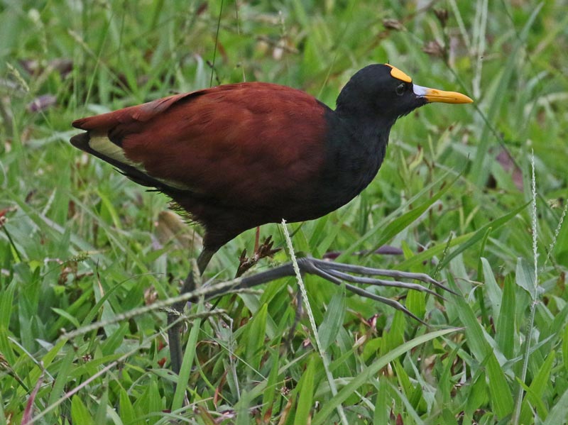 Northern Jacana (adult)