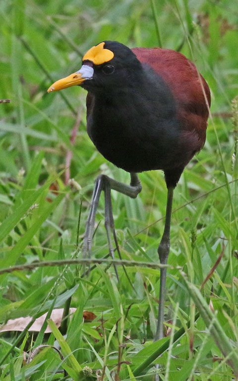 Northern Jacana (adult)