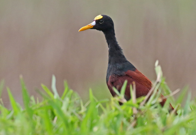Northern Jacana