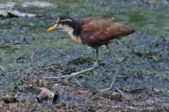 Northern Jacana