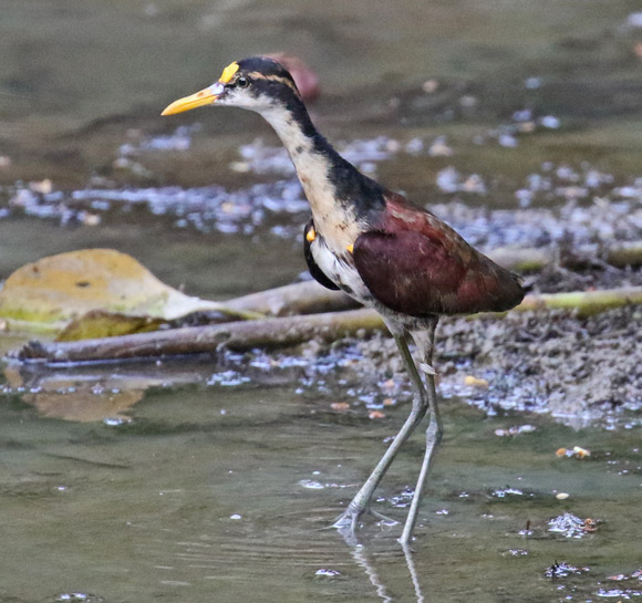 Northern Jacana