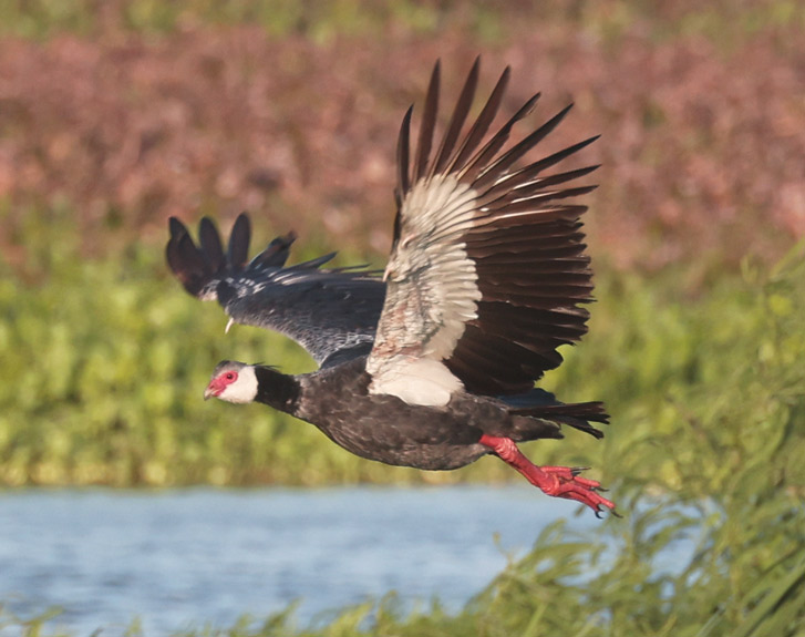 Northern Screamer