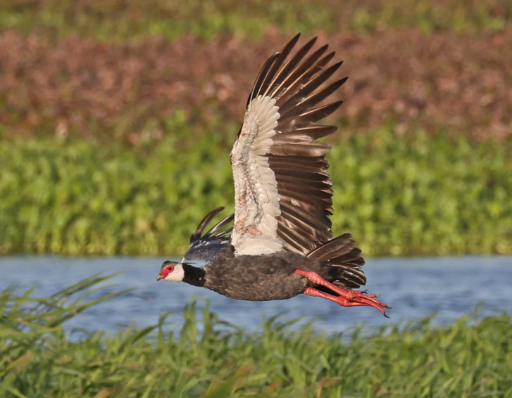 Northern Screamer