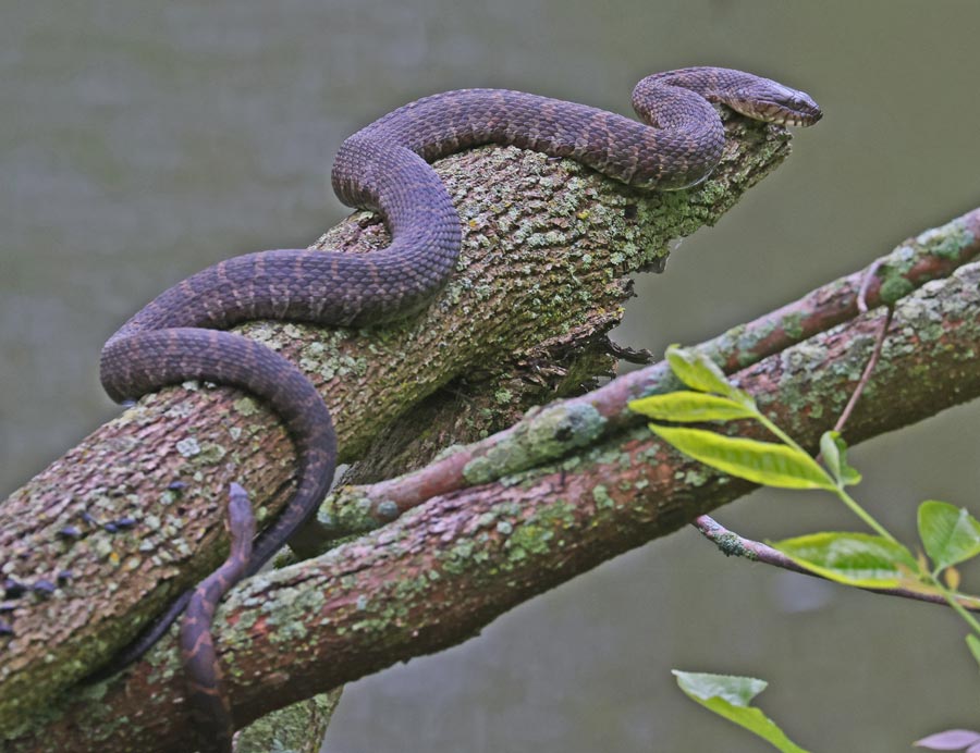 Northern Watersnake
