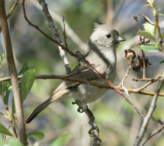 Oak Titmouse photo #1