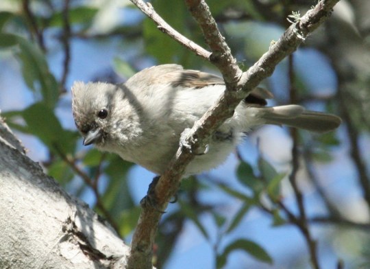 Oak Titmouse photo #2