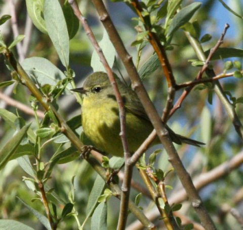 Orange-crowned Warbler