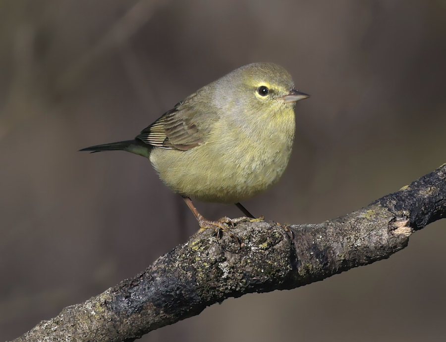 Orange-crowned Warbler