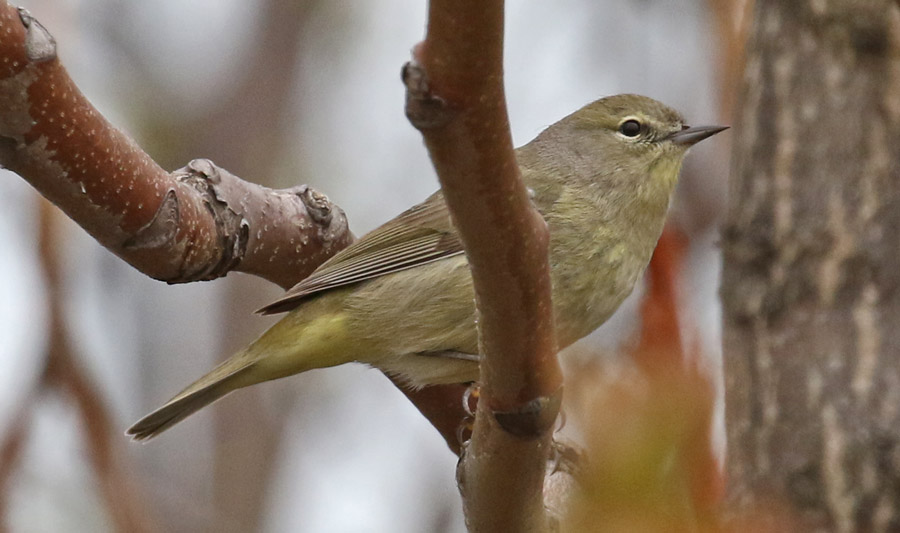 Orange-crowned Warbler