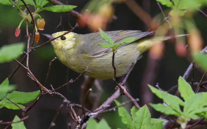 Orange-crowned Warbler