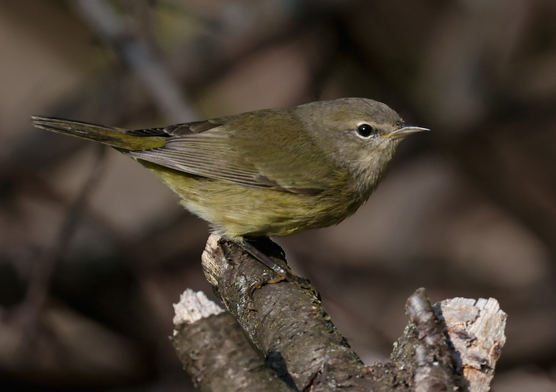Orange-crowned Warbler photo #4