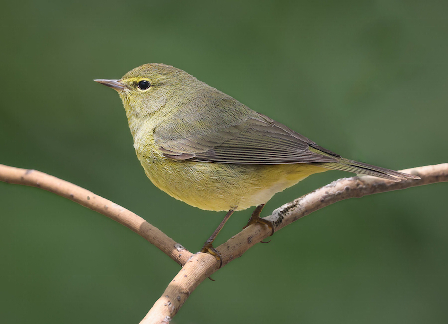 Orange-crowned Warbler