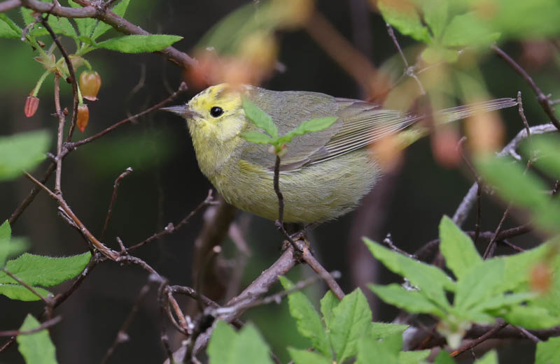 Orange-crowned Warbler