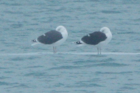 aberrant GBBG or hybrid