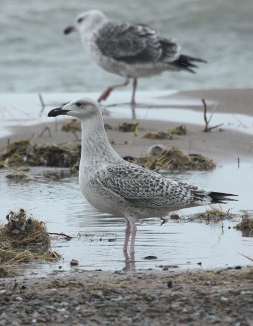 hybrid gull