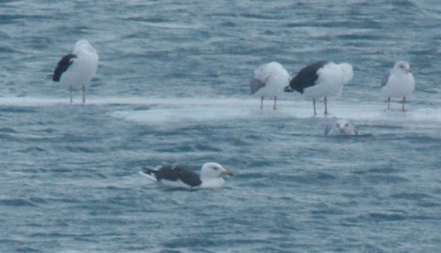 aberrant GBBG or hybrid