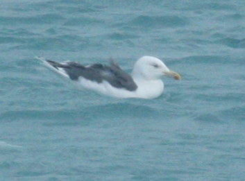 aberrant GBBG or hybrid