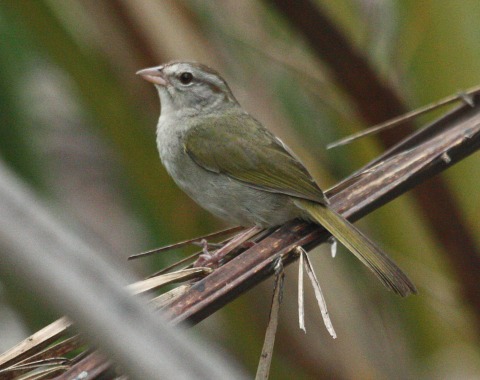 Olive Sparrow
