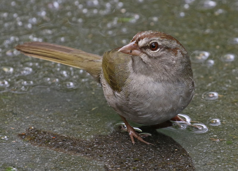 Olive Sparrow