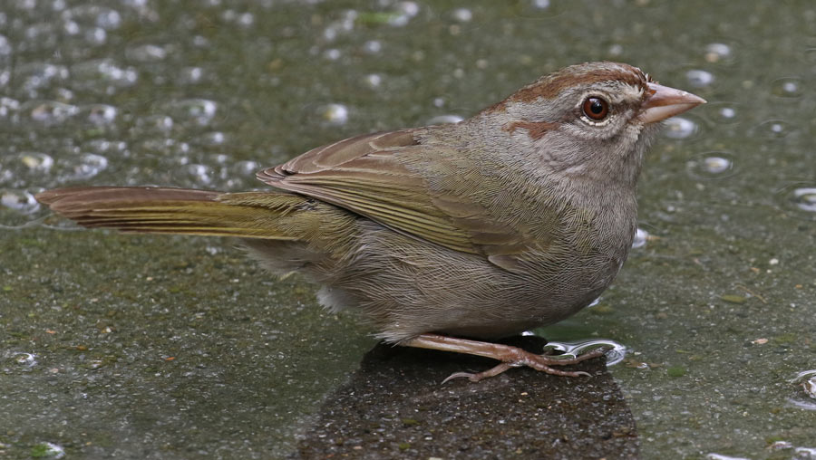 Olive Sparrow