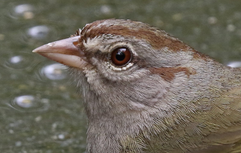 Olive Sparrow