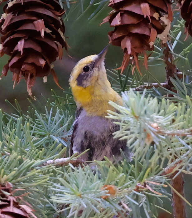 Olive Warbler photo #3