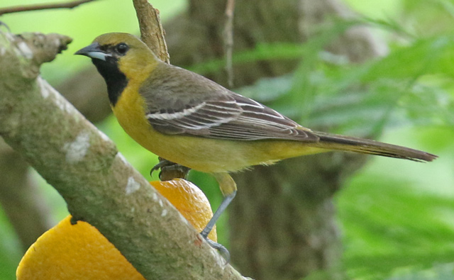 Orchard Oriole (adult female)