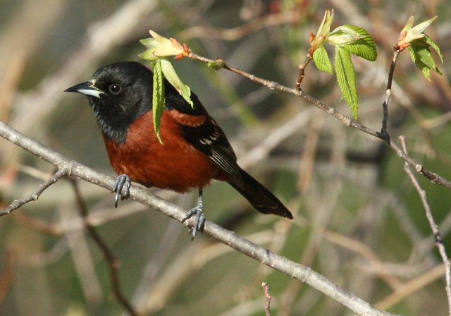 Orchard Oriole photo #3
