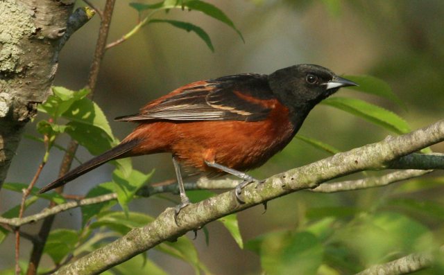 Orchard Oriole photo #2