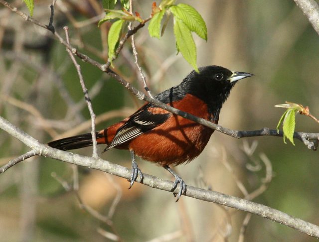 Orchard Oriole photo #4