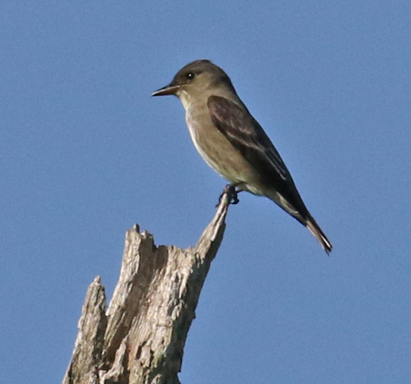 Olive-sided Flycatcher photo #3