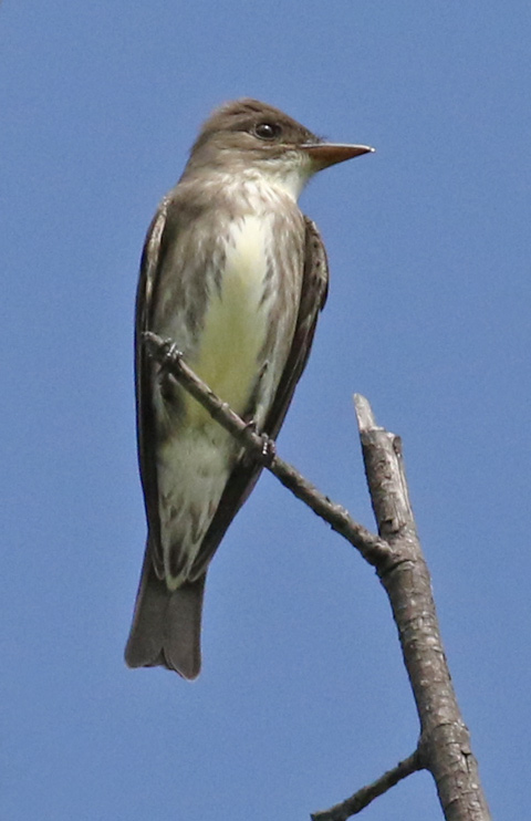 Olive-sided Flycatcher photo #2