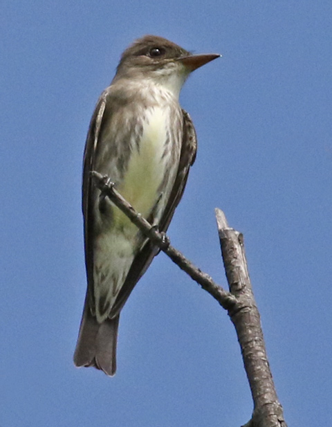 Olive-sided Flycatcher photo #1