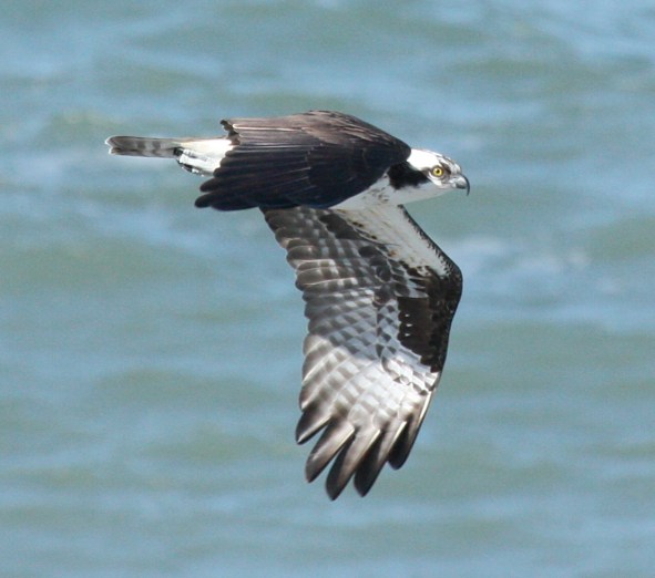 Osprey Photo 2