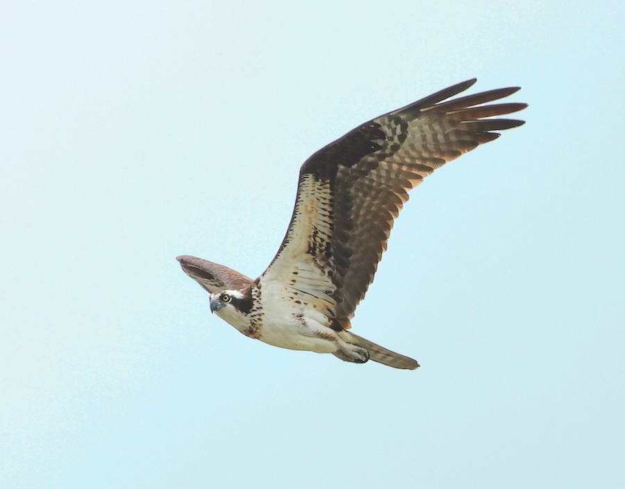 Osprey Photo 4