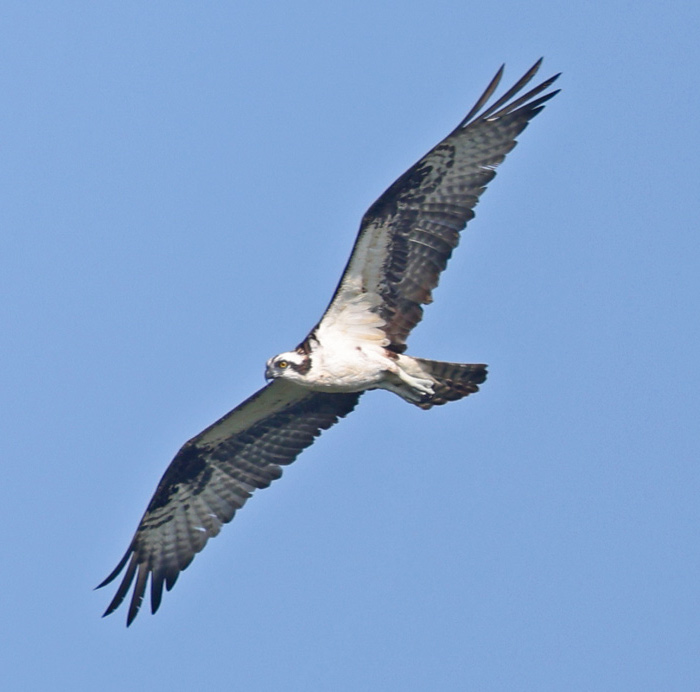 Osprey Photo 5