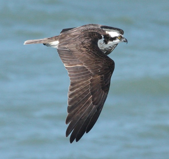Osprey Photo 1