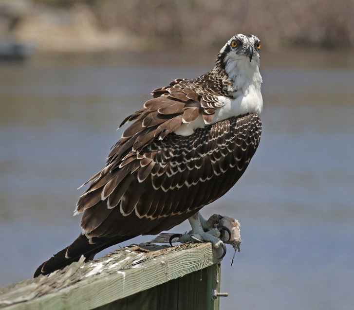 Osprey (juvenile)