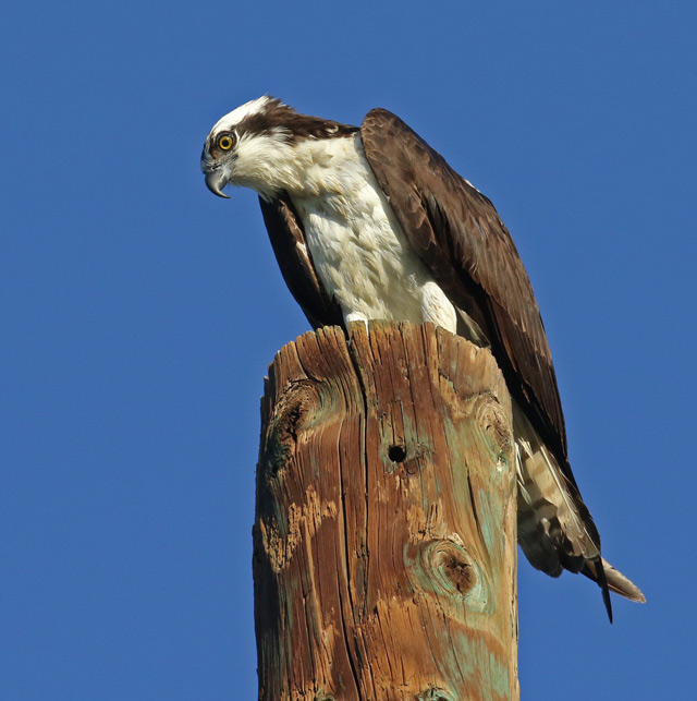 Osprey (adult)