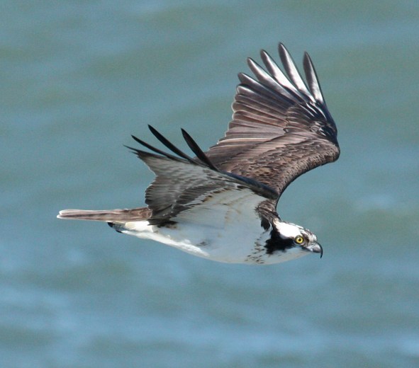 Osprey Photo 3